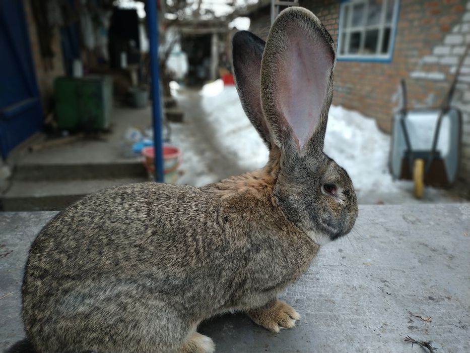 Продам Самок  Бельгийский Великан