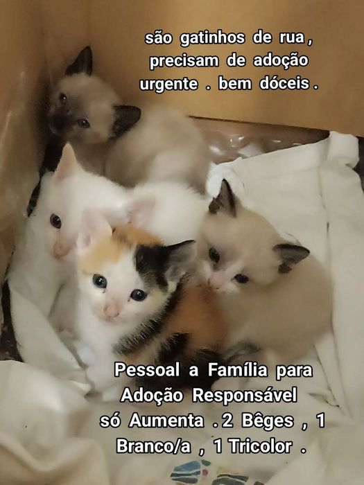Doar gatinhos/as de 1 Mês