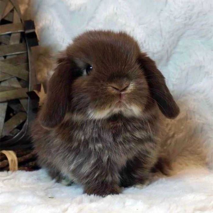 Цветные мини вислоушки крольчата, декоративный вислоухий