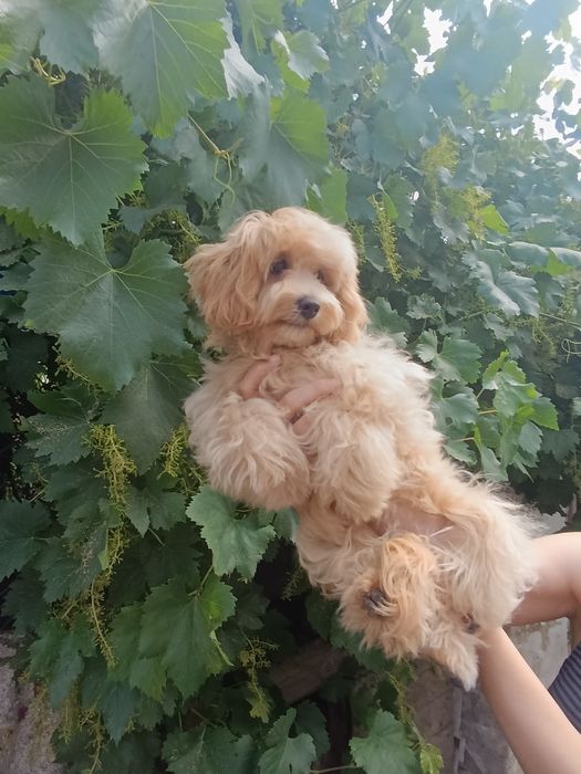 Мальтіпу дівчинкаа і хлопчик