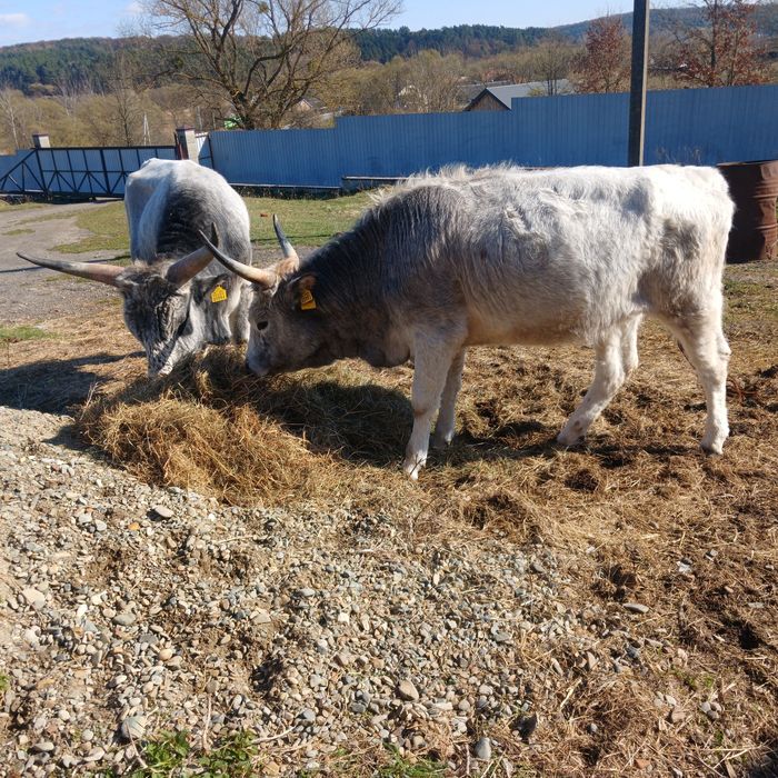 Овес 2025рік, екологічно натуральний