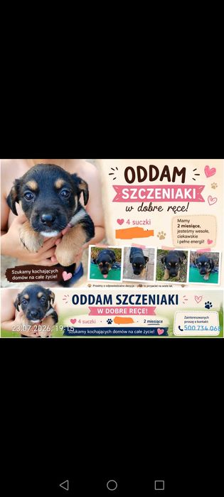 Oddam szczeniaczki w dobre ręce