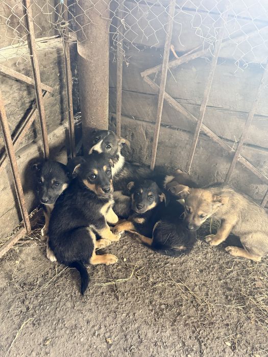 Цуценята шукають дім