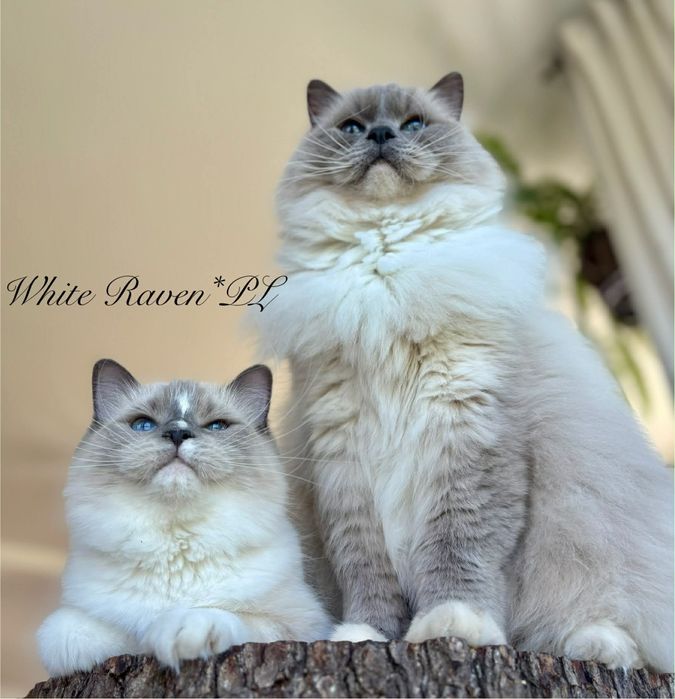 Ragdoll FPL kocurek blue mitted tabby