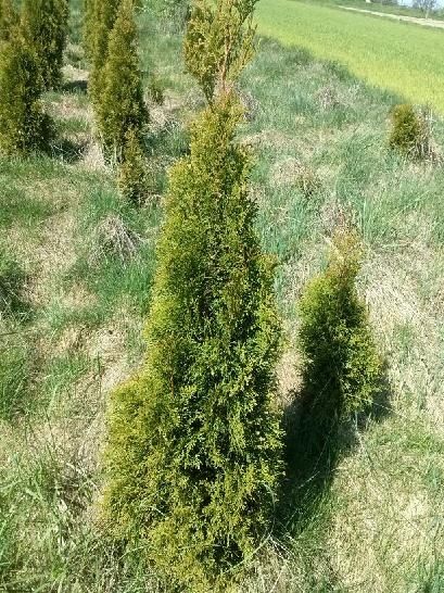 Tuje szmaragd od 0.5m do 2m