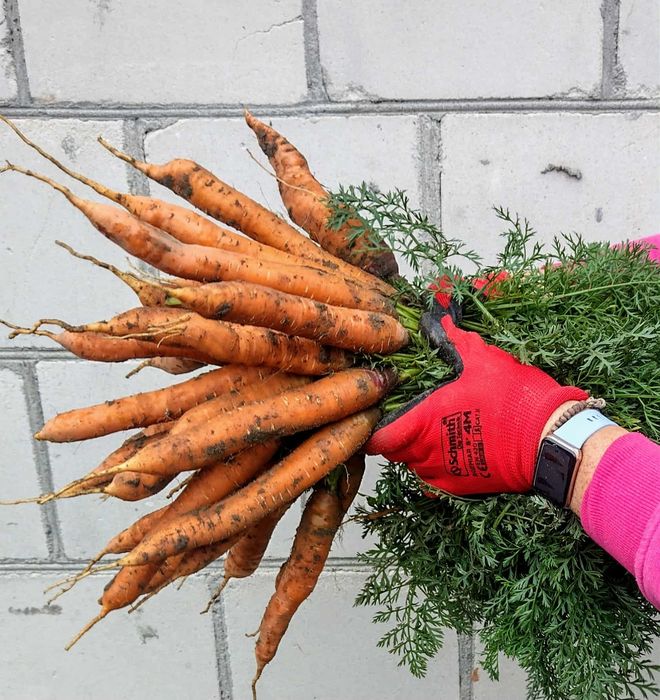 Marchew jadalna, paszowa