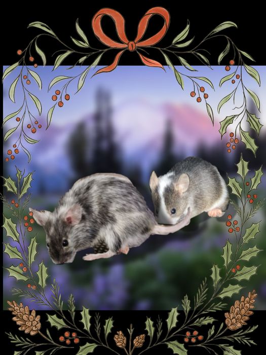 Myszki po samicy Merle i samcu Tobiano