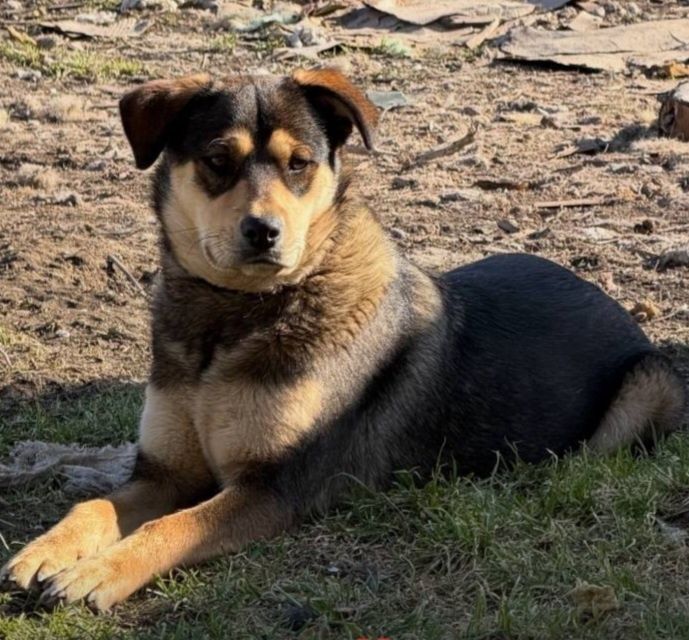 Отдам даром в добрые руки щенков метисы овчарки