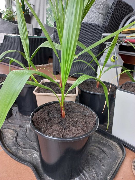 Palma Washingtonia Robusta 50 cm