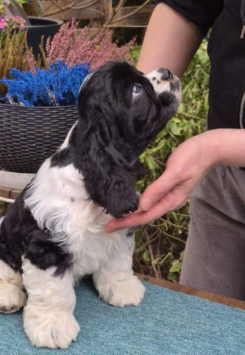 Szczenięta amerykańskiego cocker spaniela FCI