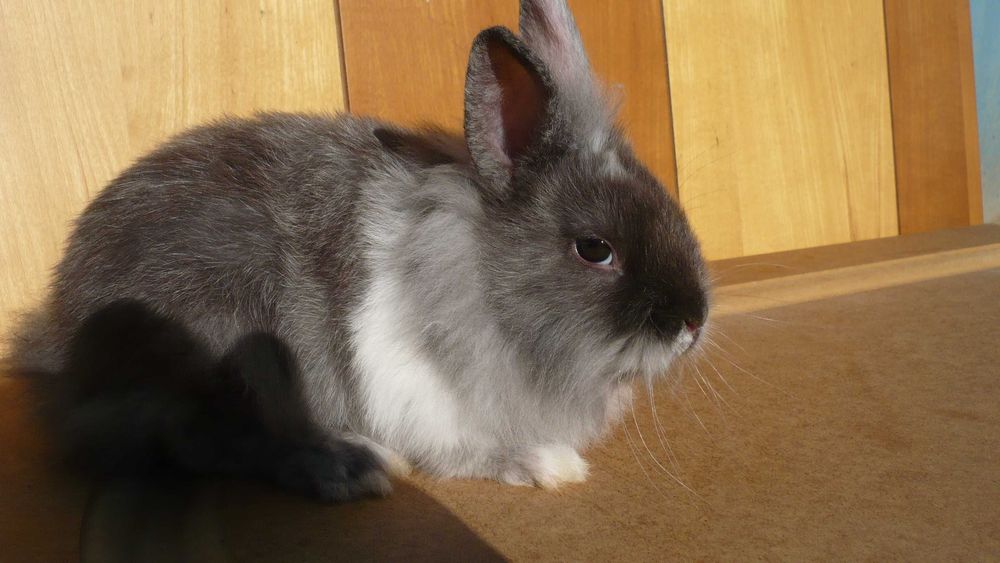 Sprzedam króliki miniaturowe