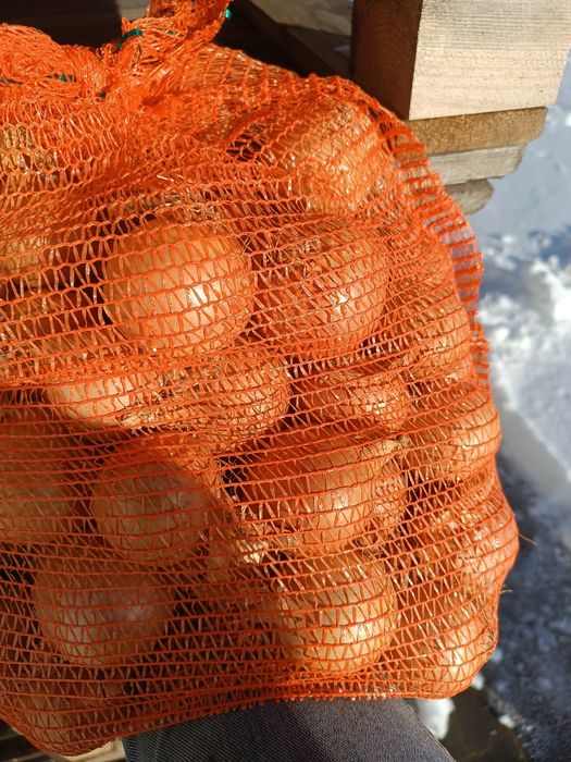 Cebula z siewu drobną na wysadkę szczypiorr