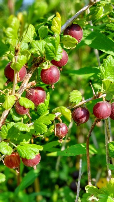 Agrest czerwony bardzo duży owoc nie szczepiony stara odmiana sadzonki