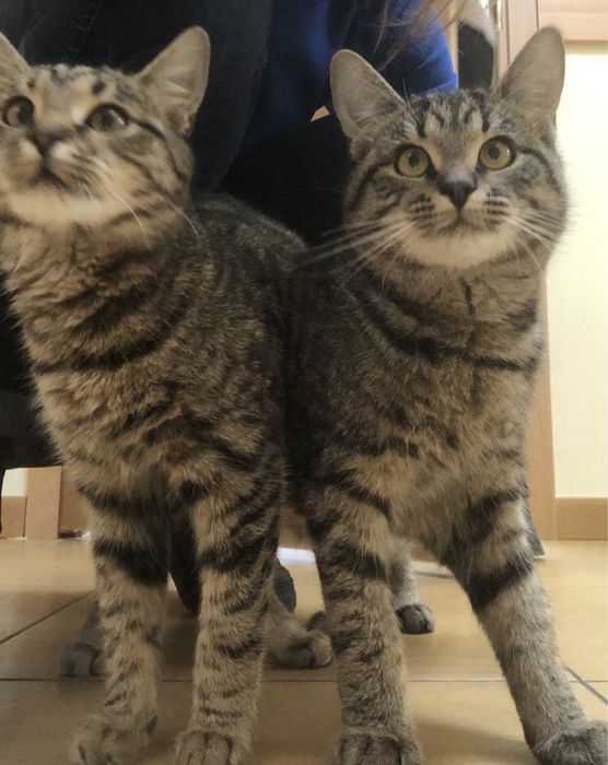 Кіт котик кішка котики безкоштовно