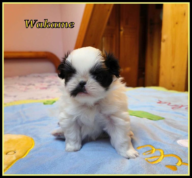 Japan chin, chiny japońskie