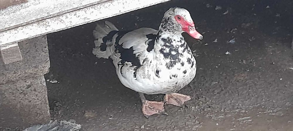 яйце мускусної качки