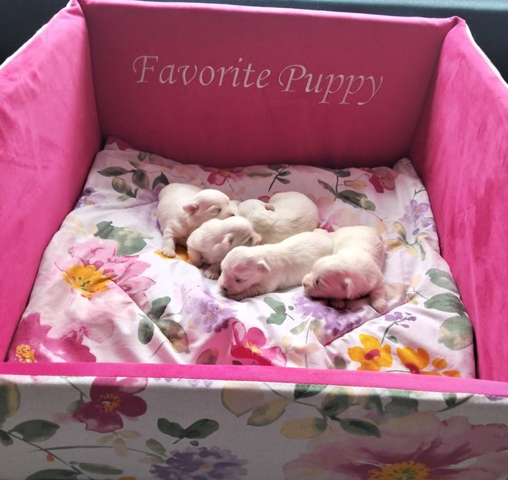 Sprzedam maltańczyki pieski