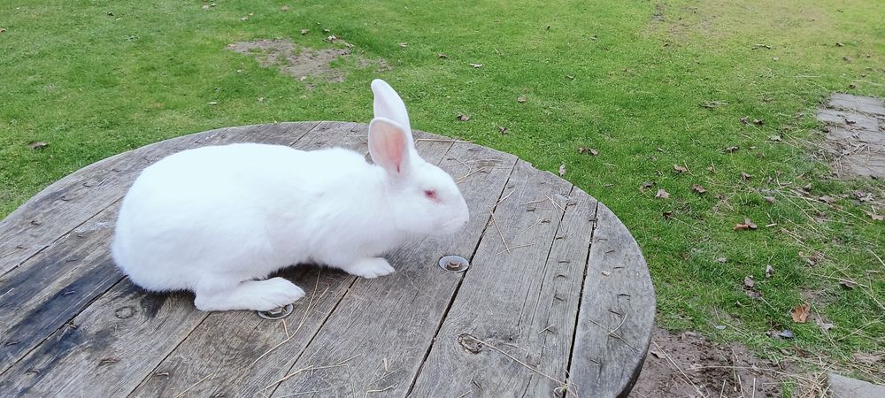 Króliki Termondzkie