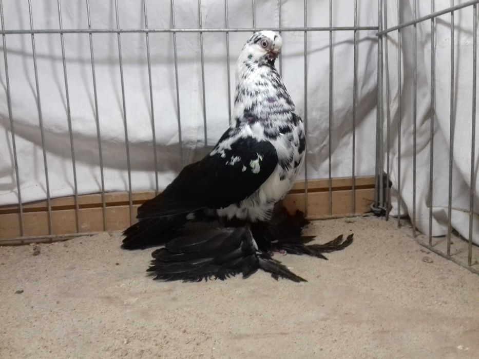 Motyl motyle samica z 2022 gołębie ozdobne