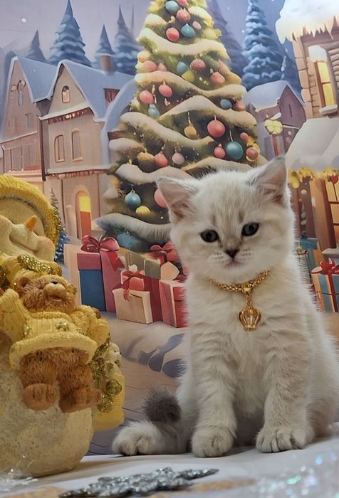 Голубоглазая кошечка ждёт Вас