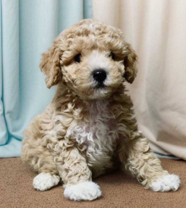 Мальтипу. Мальчики. Окрас тёплой карамели.