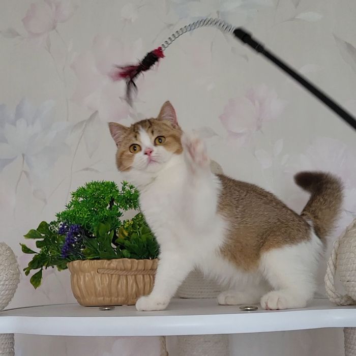 Розпродажа!Золотые   котята.