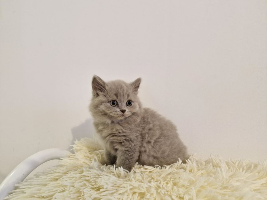 Kotek brytyjski FPL długowłosy