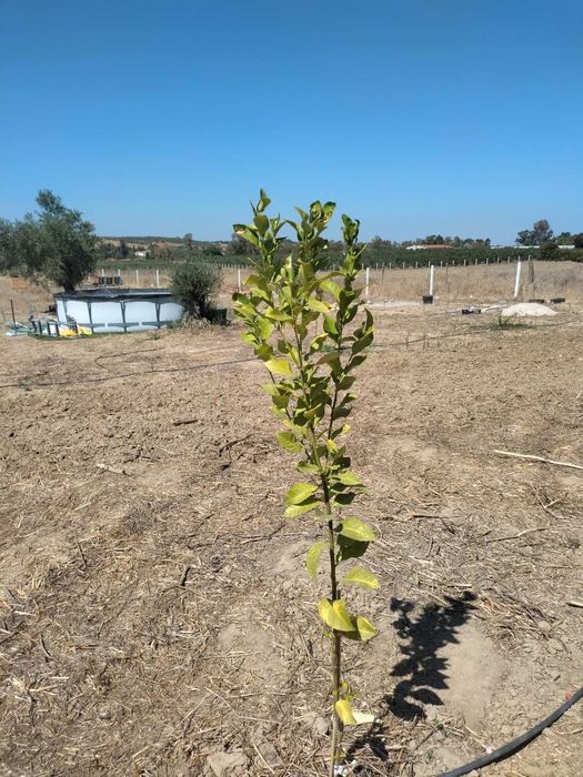 Terreno Rústico Vedado