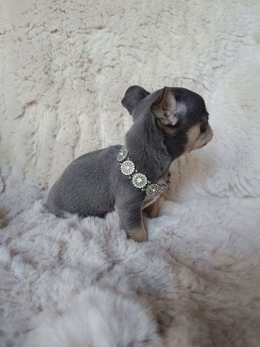 Chihuahua piesek