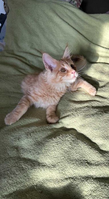 Котенята породи мейн-кун, хлопчики