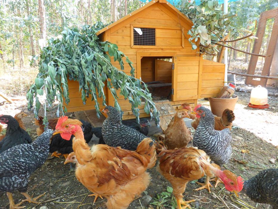 Ovos fecundados e pintos Pedrês, Preta Amarela, Branca BIO certificado