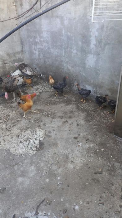 Granizos pavões brancos e perus
