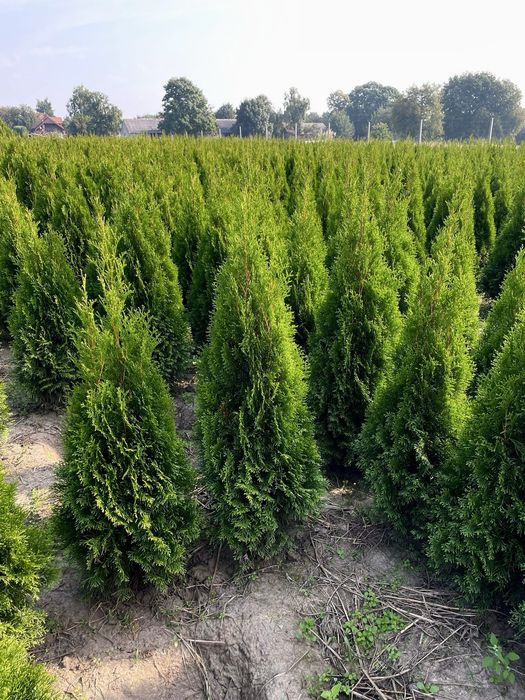 Tuja Szmaragd 110-120 PRODUCENT ‼️ DUZA ILOSC ‼️ dostawa