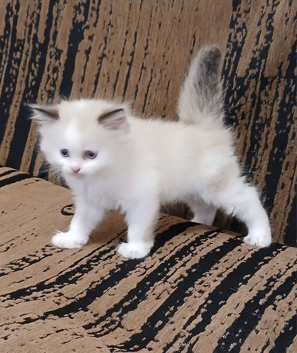 Котята Регдолл шукають родину