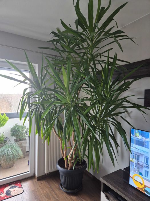 Juka, dorodna zdrowa palma Juka, Jukka, Yucca 2,7m, 6 pędów + 1 młody