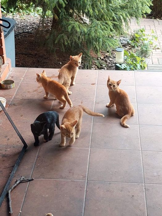 Кошеня, котеня, руде кошеня, чорне кошеня