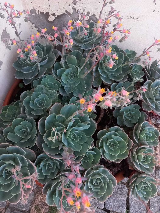 Lote de cinco rosetas grandes de suculenta
