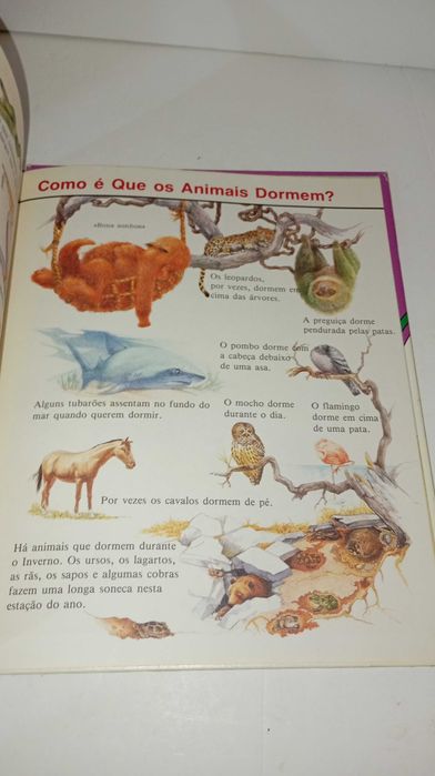 Animais - Rua Sésamo