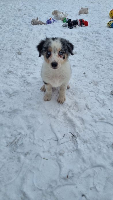 Border Collie piesek blue merle tricolor