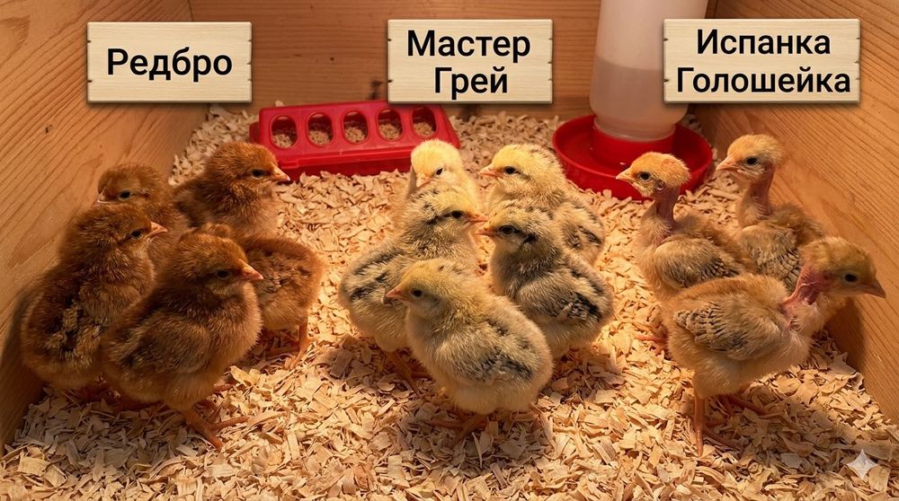Суточный цыпленок Бройлер Кобб 500, добовi курчата