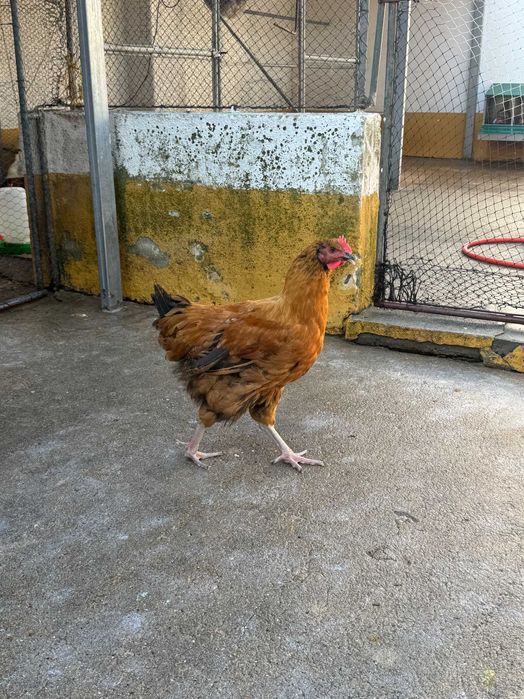 Galos diversos e Machos codorniz