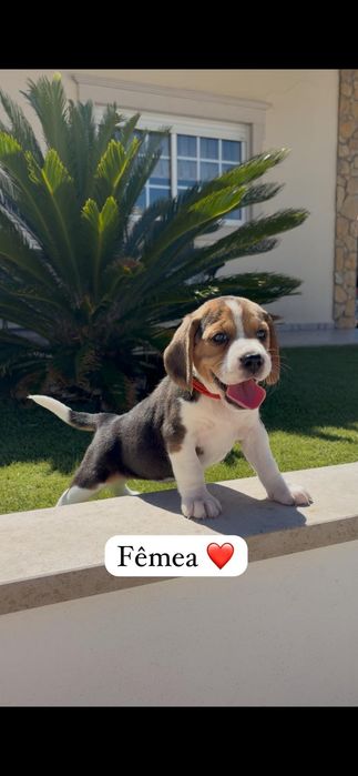 Excelente beagle fêmea