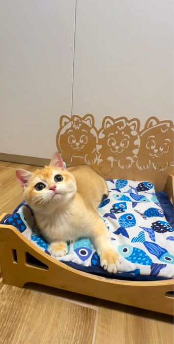 Лагідний грайливий мурчун