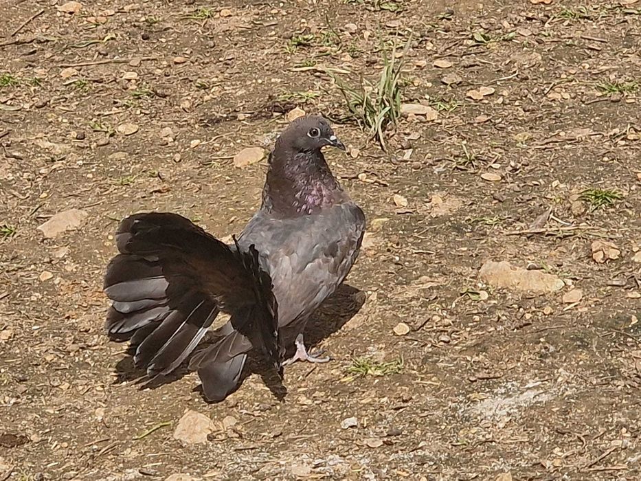 Pombos de leque, machos e fêmeas