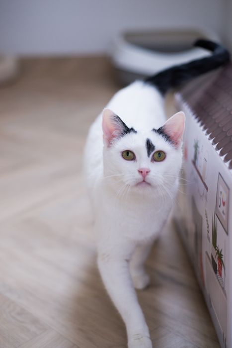 Urocza Białka czeka na dom