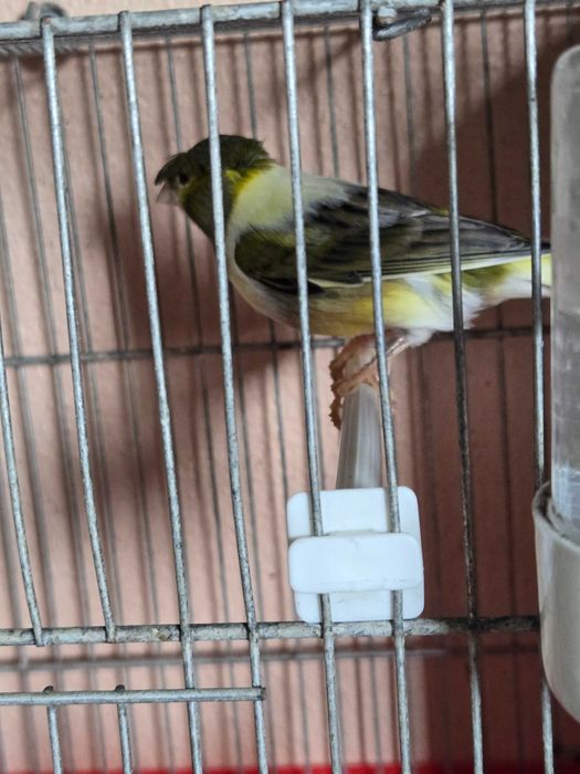 Canarios machos 2023 e 2024