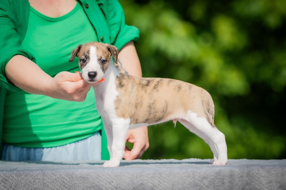Whippet piesek FCI