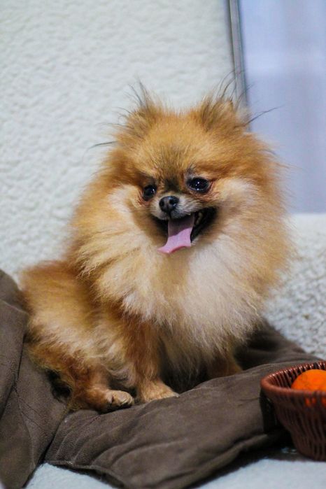 Померанский Шпиц девочка Мини