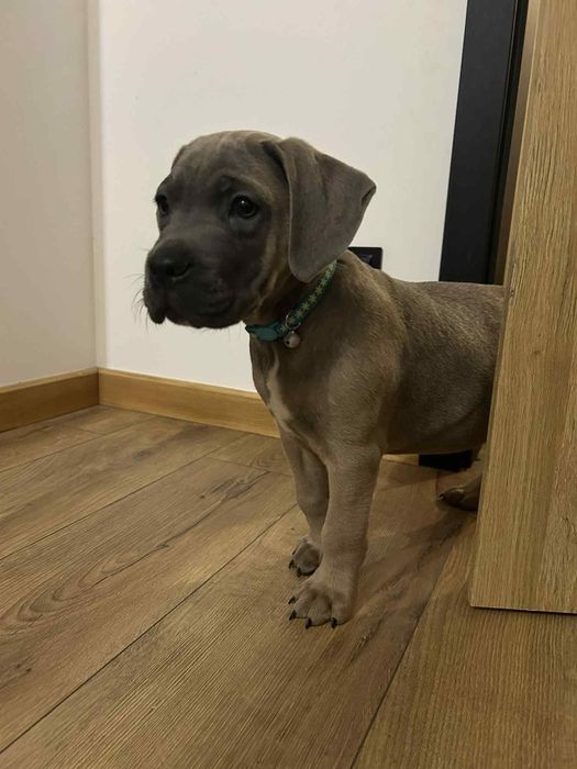 Cane corso Szczeniak Formętino SWKiPR