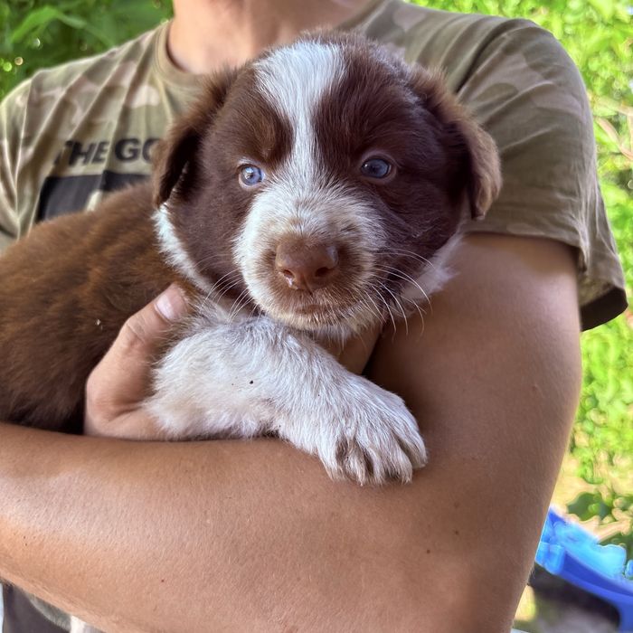 Border Collie piesek